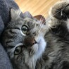 kiitos