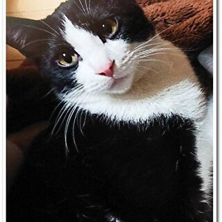 【4/23⭐️堺東にて里親会】参加猫風くん