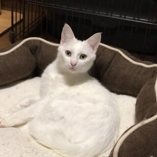 白い兄妹　兄 オラフ