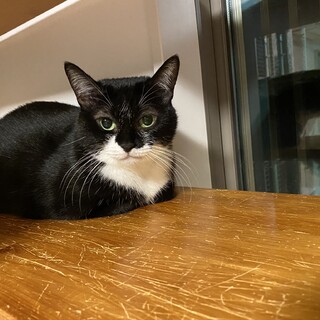 おっとり黒白★由佳ちゃん