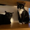 おっとり黒白★由佳ちゃん サムネイル3