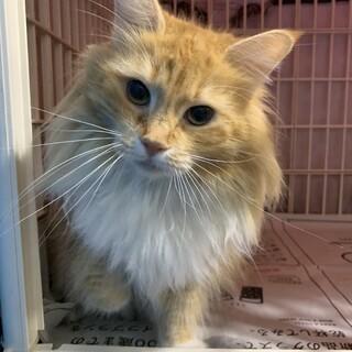 ノルウェージャンフォレストキャット