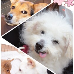 いぬねこ譲渡会 サムネイル2