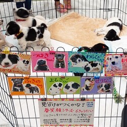 いぬねこ譲渡会 サムネイル3