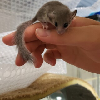 ヤマネ2匹 里親募集中