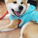 息を呑むかっこよさ、秋田犬comコン君