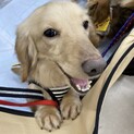 お鼻でツンツン☆アピール上手なうたまろくん