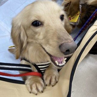 お鼻でツンツン☆アピール上手なうたまろくん