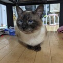 寂しがり屋シャム猫