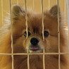 犬のおそら