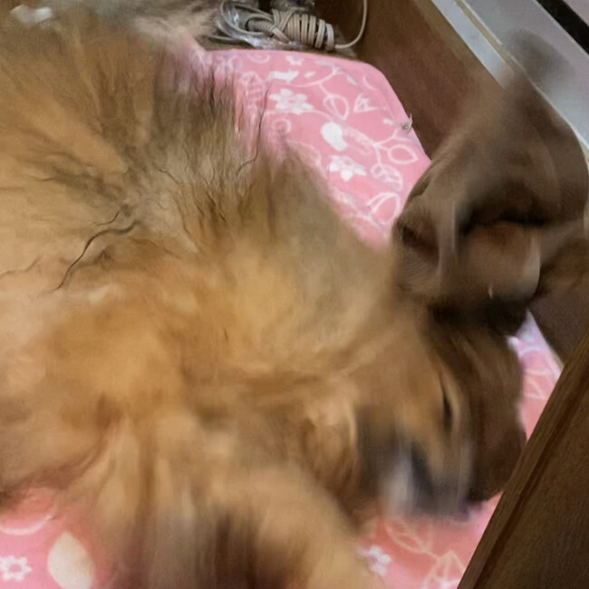 犬のおそらのカバー写真