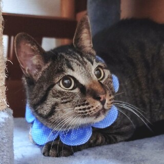 恥ずかしがりの甘えん坊な男の子です