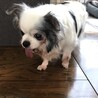 チワワのとんとんちゃん、推定10～11才 サムネイル3