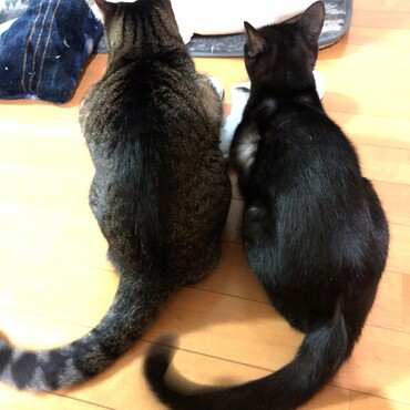 兄弟みたいな後ろ姿