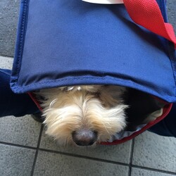 ピットブルから隠れてるMIX犬　草