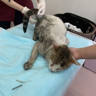 うちの子になりました。