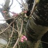 jayadeviみこ