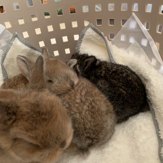 ロップイヤー大切にしてくれる方募集しています。