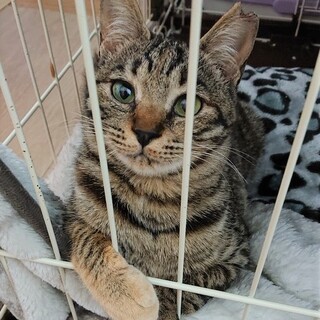 ミッフィー顔の甘えたな女の子「しずかちゃん」