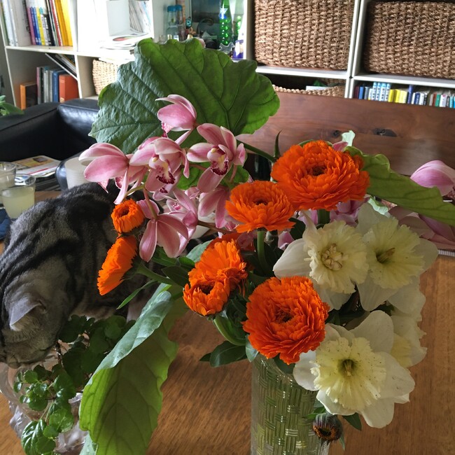 apoのカバー写真