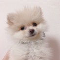 ポメラニアン　オス　二ヶ月