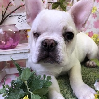 フレンチブルドッグマイク君６ヶ月