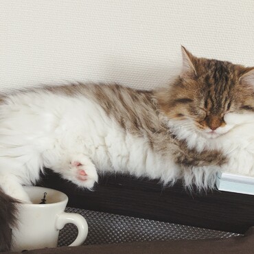 一番落ち着くところ