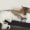 一番落ち着くところ