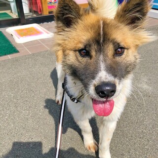 とにかく人が大好きな【フォスター】くん