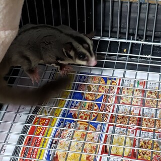 【飼育経験者のみ】モモンガの桃太郎