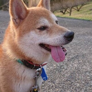 柴犬福助君2~3才