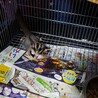 【飼育経験者のみ】モモンガの桃太郎 サムネイル3