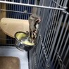 【飼育経験者のみ】モモンガの桃太郎 サムネイル6