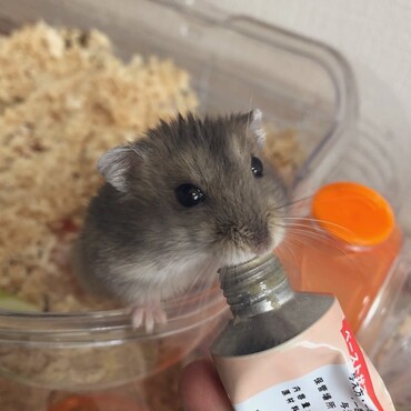 食いしん坊