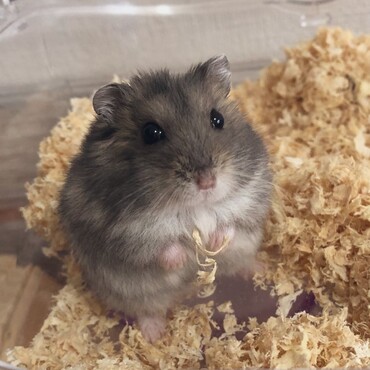 よく二本足で立つ