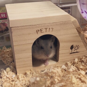 おうちに来て2〜3日