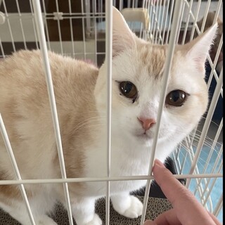 《里親サマ決定》スコティッシュ･:*+.みうちゃん