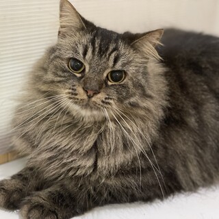 ちょっとオレ様なサラブレッド♡