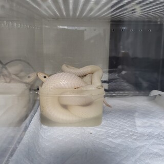 【大きいケースの人】ブラックラットリューシ 銀さん