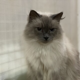 癒しのラグドール♡