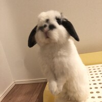 ホーランドロップイヤー3歳オス