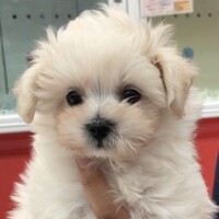 ほわちゃん