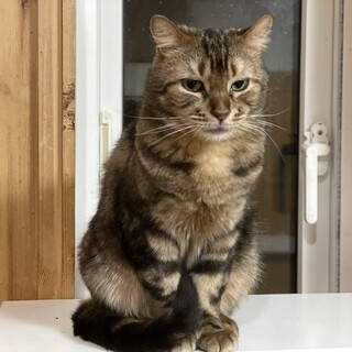 綺麗な模様のアメリカンカール♡