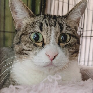 ちょっぴりビビリな母猫　ティース♀　家猫修行中!!