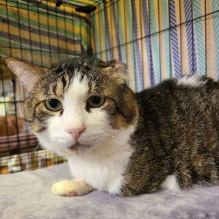 なんでも出来ちゃう！！　３本脚のテッテ♂