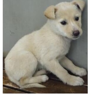 里親様に迎えられました。子犬♀289
