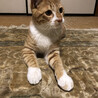 元気で甘えん坊な茶トラのモクメくん サムネイル4