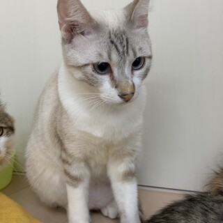 ずっとのお家を募集中