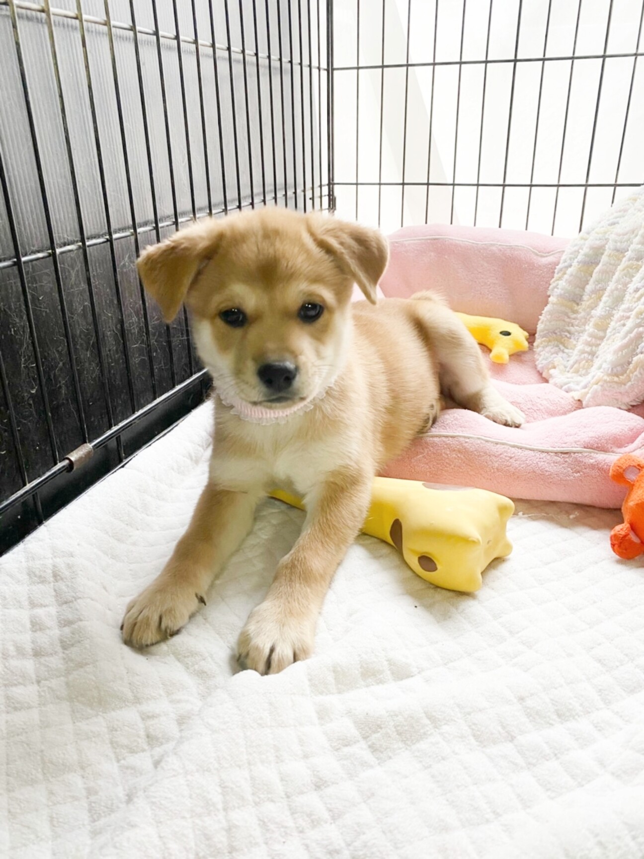 懐っこいユリちゃん 2ヶ月 香川県 犬の里親募集 3573 ペットのおうち 月間利用者150万人