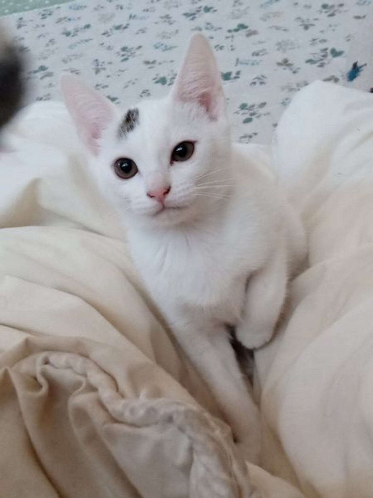 体の大きな甘ったれ アレン君 埼玉県 猫の里親募集 ペットのおうち 月間利用者150万人